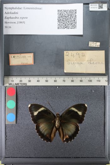 Media type: image;   Entomology 142773